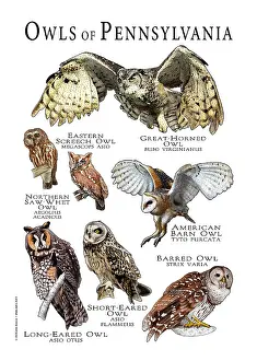 Barn Prints: Owls of Pennsylvania