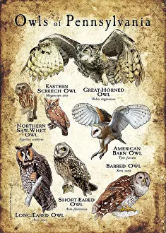 Barn Prints: Owls of Pennsylvania