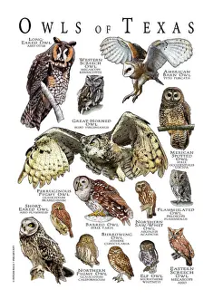 Barn Prints: Owls of Texas
