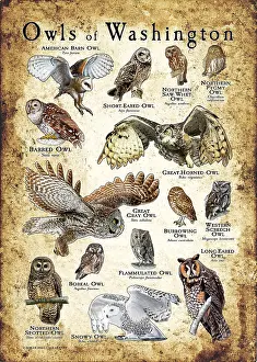 State Prints: Owls of Washington