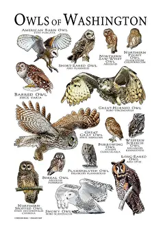 State Prints: Owls of Washington