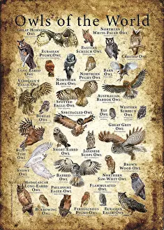 Barn Prints: Owls of the World