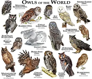 Poster Prints: Owls of the World