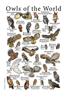 Poster Prints: Owls of the World
