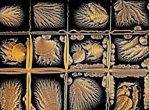 Science Source Collection Prints: Oxidized Vitamin C