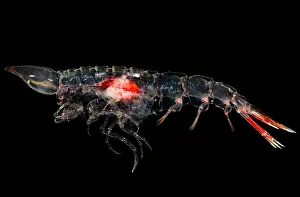 Mexico Prints: Oxycephalus Amphipod