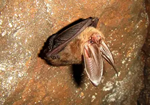 Bats Prints: Ozark Big-ear Bat
