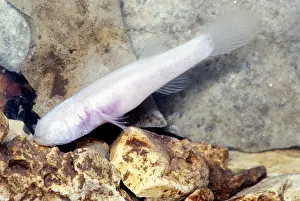 Spring Prints: Ozark blind cave fish (Amblyopsis rosae)