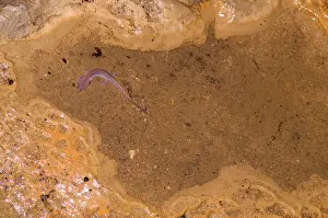 Ozarks Prints: Ozark Blind Cave Salamander