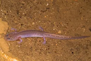 Stygobitic Prints: Ozark Blind Cave Salamander
