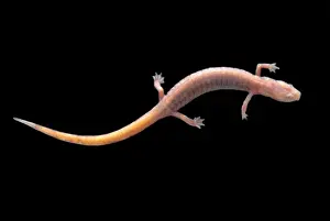 Stygobitic Prints: Ozark Blind Cave Salamander