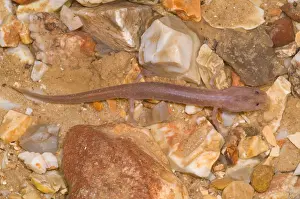 Groundwater Prints: Ozark Blind Cave Salamander