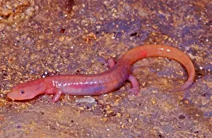 Mark Prints: Ozark Blind Cave Salamander