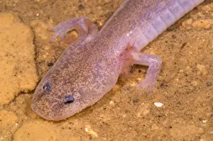 Cave Prints: Ozark Blind Cave Salamander