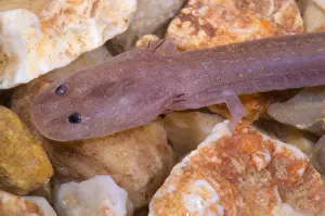 Cave Prints: Ozark Blind Cave Salamander