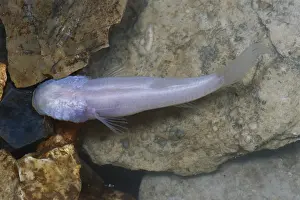Freshwater Prints: Ozark Blind Cavefish