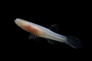 Aquifer Prints: Ozark Cave Fish