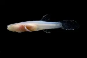Aquifer Prints: Ozark Cave Fish