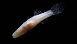 Aquifer Prints: Ozark Cave Fish