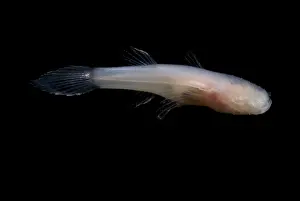 Aquifer Prints: Ozark Cave Fish