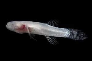 Pigment Prints: Ozark Cavefish (Troglichthys rosae)