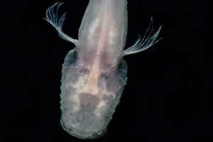 Pigment Prints: Ozark Cavefish (Troglichthys rosae)