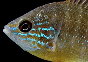 King Prints: Ozark Longear Sunfish (Lepomis megalotis)