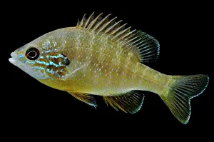 River Prints: Ozark Longear Sunfish (Lepomis megalotis)