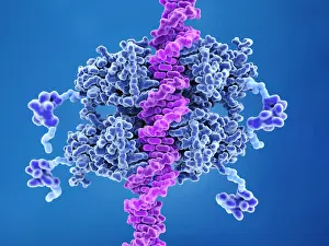 Genetics Prints: P53 tumor suppressor bound to DNA