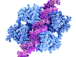 Genetics Prints: P53 tumor suppressor bound to DNA