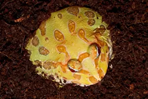 Morph Prints: Pac Man Frog