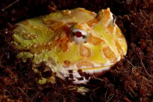 Morph Prints: Pac Man Frog