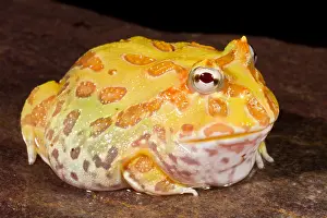 Morph Prints: Pac Man Frog (Ceratophrys)