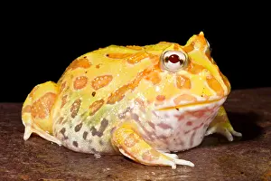 Morph Prints: Pac Man Frog (Ceratophrys)