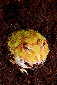 Morph Prints: Pac Man Frog (Ceratophrys)