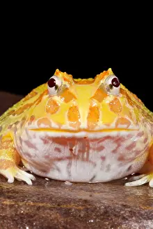 Rock Prints: Pac Man Frog (Ceratophrys) on a rock