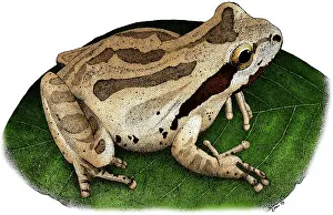 December Prints: Pacific Chorus Frog