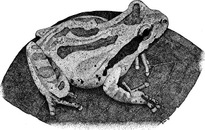 Chorus Prints: Pacific Chorus Frog