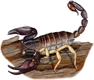 Arachnid Prints: Pacific Forest Scorpion