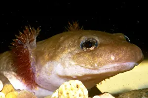 Gill Prints: Pacific Giant Salamander Larva