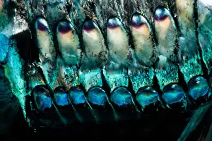 Abstracts Prints: Pacific Hatchetfish (Argyropelecus affinis)