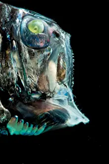 Production Prints: Pacific Hatchetfish (Argyropelecus affinis)
