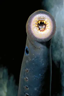 Fish Prints: Pacific lamprey, jawless fish