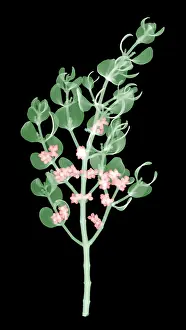 Plantae Prints: Pacific Mistletoe, Phoradendron villosum, X-ray