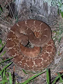 Coiled Prints: Pacific Rattlesnake, Crotalus oreganus