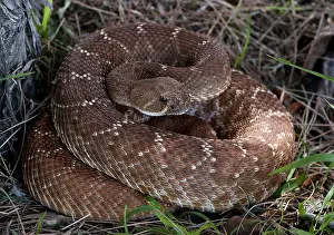 Coiled Prints: Pacific Rattlesnake, Crotalus oreganus
