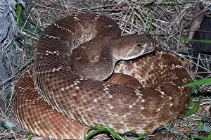 Coiled Prints: Pacific Rattlesnake, Crotalus oreganus