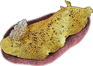 Nudibranch Prints: Pacific Sea Lemon, Illustration