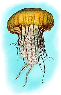 Cnidaria Prints: Pacific Sea Nettle Jellyfish