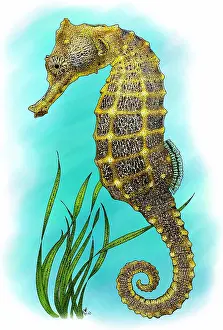Horse Prints: Pacific seahorse